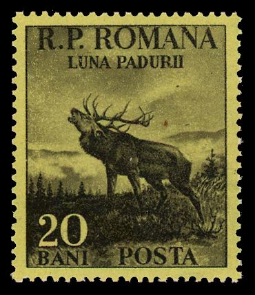 Red Deer (Cervus elaphus)