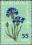 Cornflower (Centaurea cianus)
