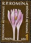 Colchicum autumnale