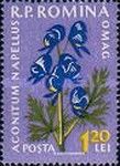 Aconite (Aconitum napellus)