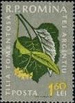 Silver linden (Tilia tornentosa)