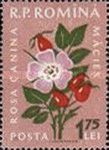 Rosa canina