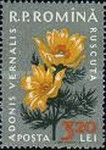 Phesant's eye (Adonis vernalis)