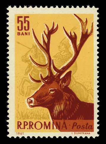 Red Deer (Cervus elaphus)