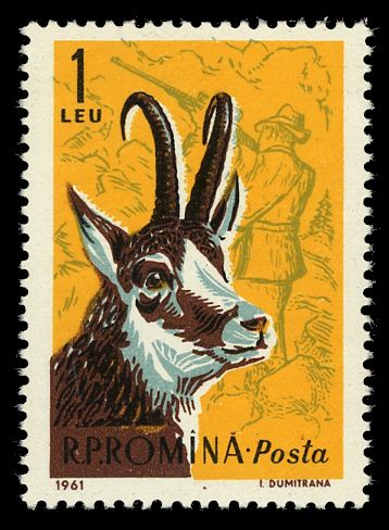 Chamois (Rupicapra rupicapra)