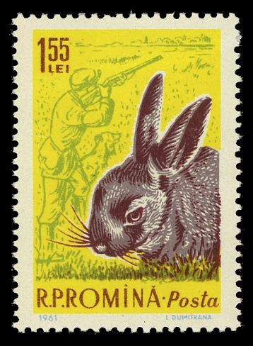 European Hare (Lepus europaeus)