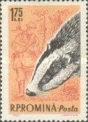 European Badger (Meles meles)
