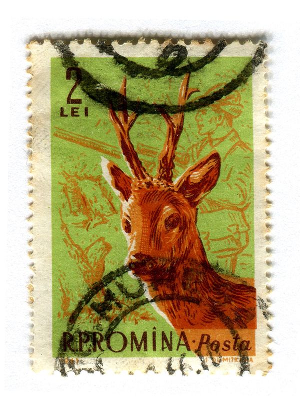 Western Roe Deer (Capreolus capreolus)