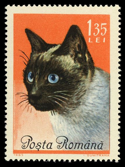 Siamese Cat (Felis silvestris catus)
