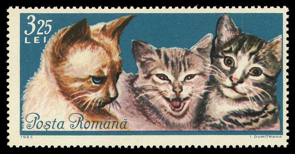 Heads of three cats