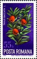 European Yew (Taxus baccata)