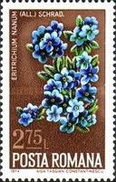 Alpine Forget-me-not (Eritrichium nanum)