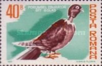 Naked Neck Pigeon (Columba livia forma domestica)