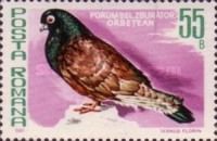 Orbetan High Flier (Columba livia forma domestica)