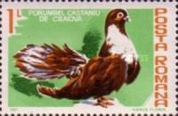 Craiova Maroon Pigeon (Columba livia forma domestica)