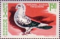 Timisoara Pied Pigeon (Columba livia forma domestica)