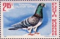 Carrier Pigeon (Columba livia forma domestica)