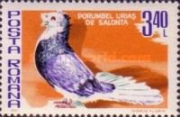 Salonta Giant Pigeon (Columba livia forma domestica)