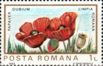 Long-headed Poppy (Papaver dubium)
