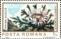 Stemless Carline Thistle (Carlina acaulis)