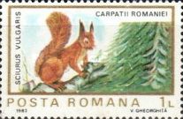 Eurasian Red Squirrel (Sciurus vulgaris)