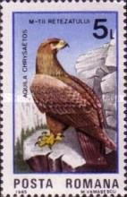 Golden Eagle (Aquila chrysaetos)