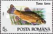Tench (Tinca tinca)