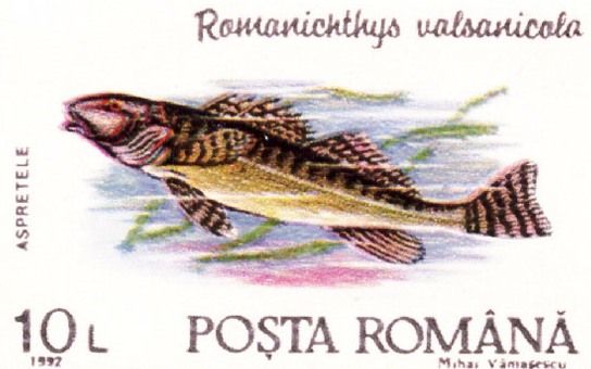 Romanian Darter (Romanichthys valsanicolas)