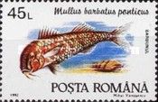 Blunt-snouted Mullet (Mullus barbatus ponticus)