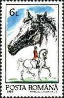 Horse (Equus ferus caballus)