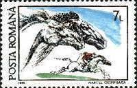 Horse (Equus ferus caballus)