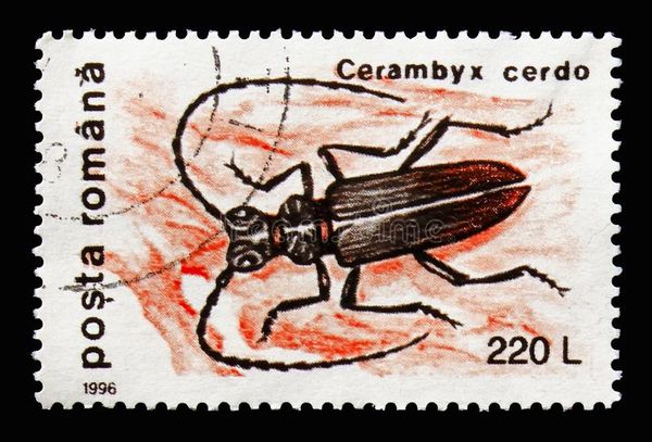 Greater Capricorn Beetle (Cerambyx cerdo)