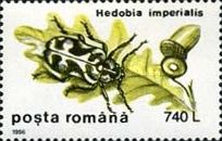 Wood Borer (Hedobia imperialis)