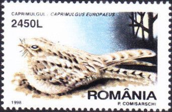 Eurasian Nightjar (Caprimulgus europaeus)
