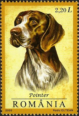 Pointer (Canis lupus familiaris)