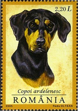 Copoi Ardelenesc (Canis lupus familiaris) 