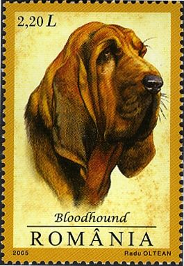 Bloodhound (Canis lupus familiaris)