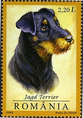 Jagdterrier (Canis lupus familiaris)