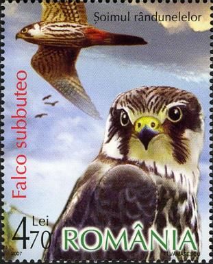 Eurasian Hobby (Falco subbuteo)