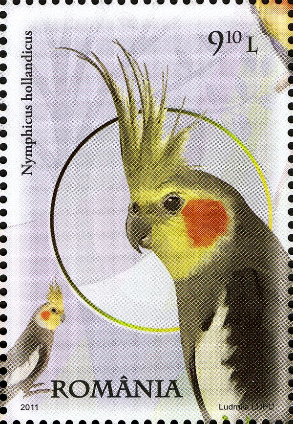 Cockatiel (Nymphicus hollandicus)