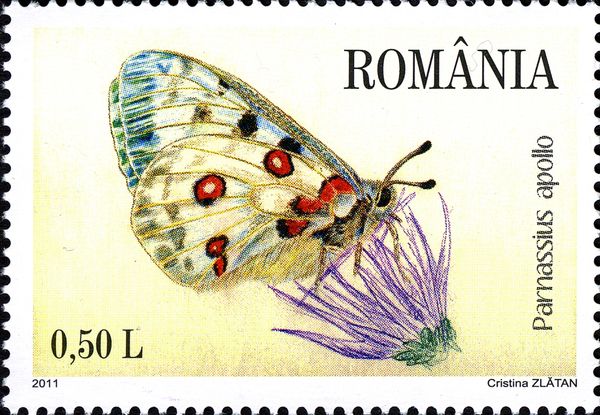 Apollo (Parnassius apollo)