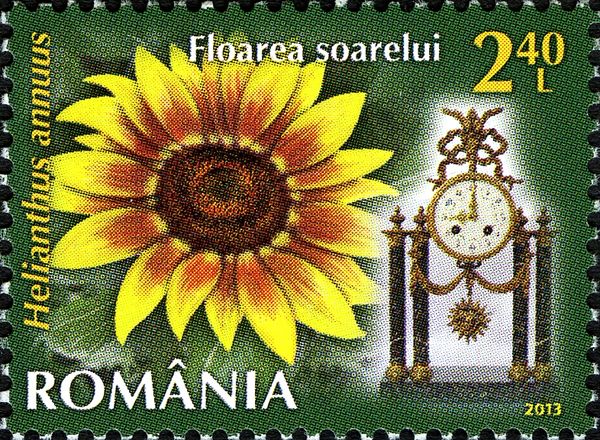 Sunflower (Helianthus annuus)