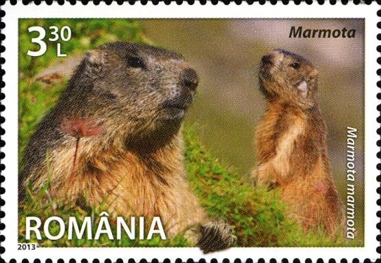 Alpine Marmot (Marmota marmota)