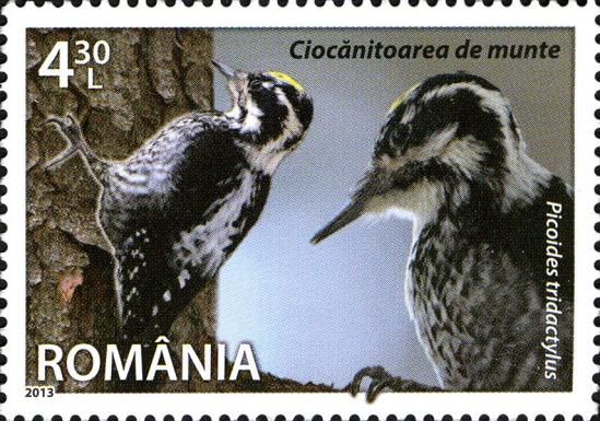 Eurasian Three-toed Woodpecker (Picoides tridactylus)