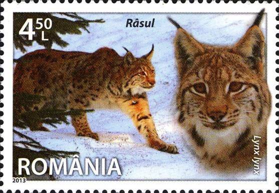 Eurasian Lynx (Lynx lynx)