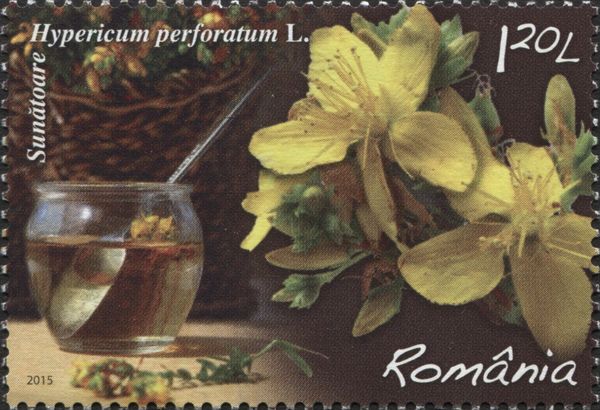 St. John's Wort (Hypericum perforatum)