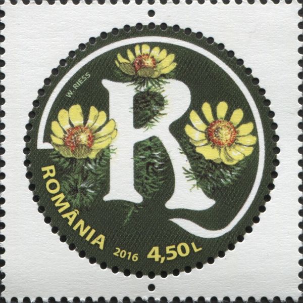 Letter R and Spring Adonis (Adonis vernalis)