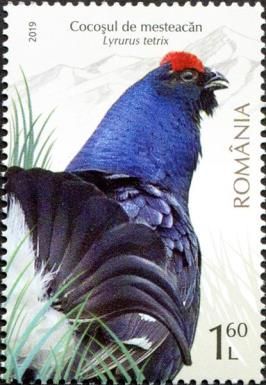 Black Grouse (Lyrurus tetrix)