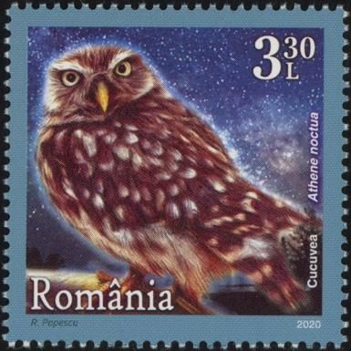 Little Owl (Athene noctua)