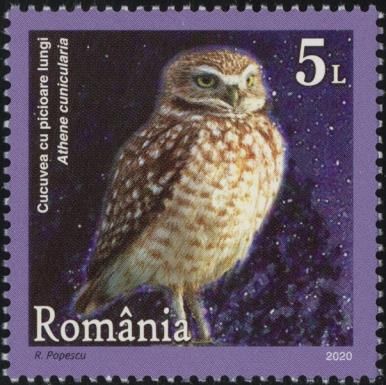Burrowing Owl (Athene cunicularia)